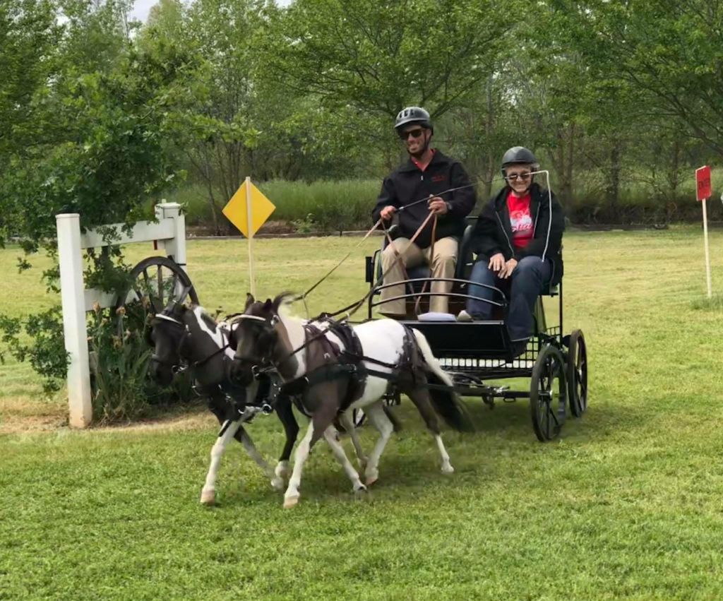 Falabella Horse Driving